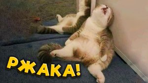 Самые смешные коты. Лучшие Приколы с котами. Смешные видео с животными 2023 #3