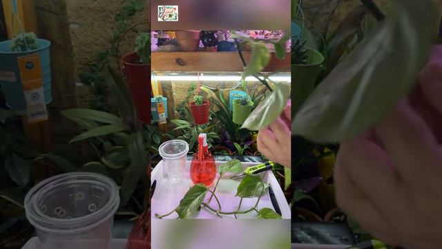 Plant Vlog 018 || MY POTHOS & SCINDAPSUS COLLECTION || How to Propagate Faster смотреть онлайн
