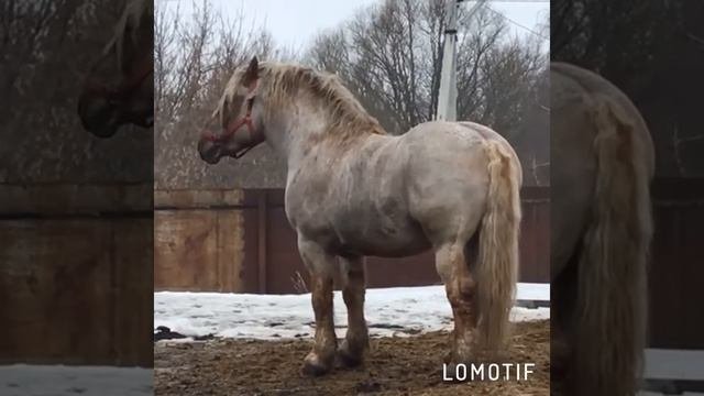 Элитный представитель Советской тяжеловозной породы.?☝️ Сила и мощь. ?✌️