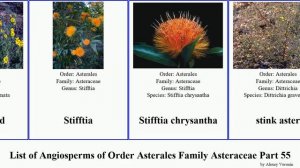 List of Angiosperms of Order Asterales Family Asteraceae Part 55 sticky stoebe stemless stinking