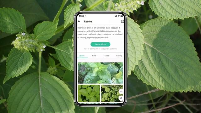 Beefsteak plant（Perilla frutescens）identification | PictureThis identifier смотреть онлайн