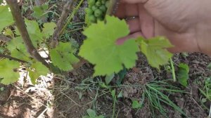 Сигнальные грозди винограда в Ленинградской области.