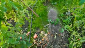 Почему чернеют и гниют помидоры. Успешная борьба с фитофорой томатов.2022.