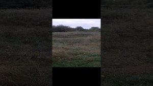 Гуля приболела и отпускаю с поводков по очереди