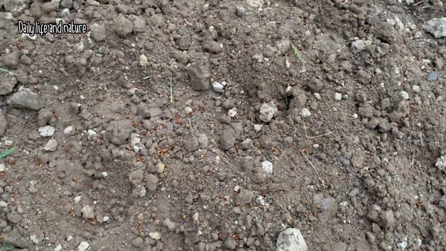 Easy TIPS TO GROW KANGKUNG from Seeds | Growing Water Convolvulus by Daily Life and Nature смотреть онлайн