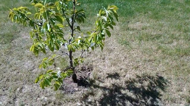 Посадила новую черешню( Овстуженка) и немного о цветах.