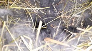 Кролики//Черная окролилась, непонятно когда была покрыта