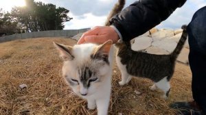 海に行ったら、可愛い猫の兄弟がトコトコとモフられにやって来た