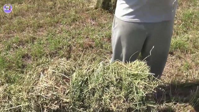 Секрет успеха фермеров посадивших люцерну ДЖЕЯ смотреть онлайн