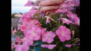 СМОТРИТЕ и УЧИТЕСЬ! АНЯ про ФОРМИРОВКУ ПЕТУНИИ в ШАР! Как вырастить петунию