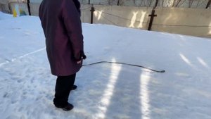 Той-пудель - О породе - Как выбрать щенка Той-пуделя?
