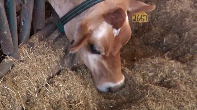Homegrown | Milk Safety and the N.C. Dairy Industry