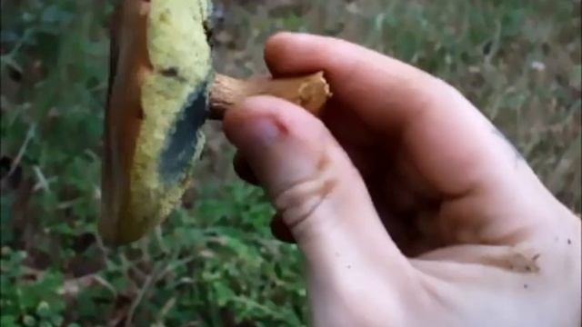 A good day shrooming смотреть онлайн