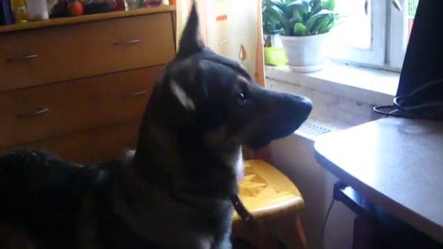 Крис и сирена скорой помощи