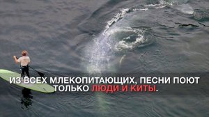 Всё, что нужно знать о китах. Коротко