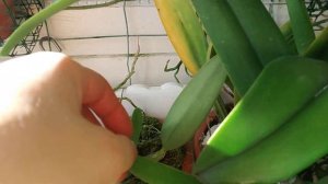 разговор о чехлах каттлей, видео для совсем новичков