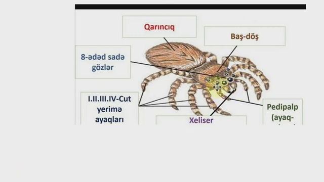 Buğumayaqlılar tipi hörümçəkkimilər sinfi смотреть онлайн