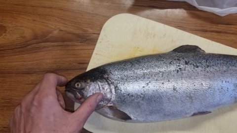 Форель с икрой или без. Самка или самец.