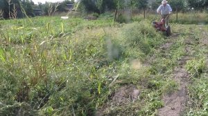 Мотоблок Беларус 08-МТ с сегментной косилкой КН-1 на картофельном участке.