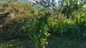 Болеет ли кизил? Сорта Радость и Словянин