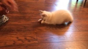 Ragdoll - почему именно Рэгдолл: особенности породы - продолжение (часть вторая)