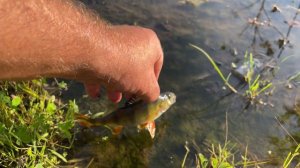 Super big fish dubrovka-lake. Рыбы карьера-Дубровка