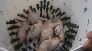 Перосъемная машина для перепелов