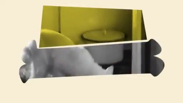 Как ведут себя кошки (турецкая ангора) смотреть онлайн