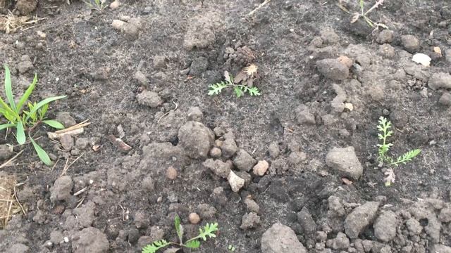 тысячелистник декоративный . от посева до цветения смотреть онлайн