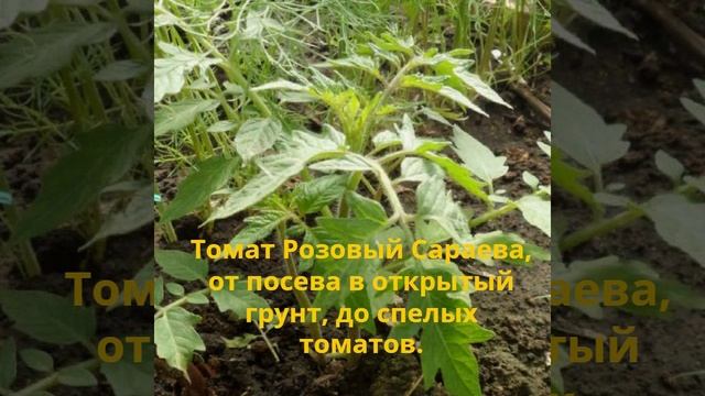 Томат сорта Розовый Сараева от посадки семян в открытый грунт, до спелых помидор.