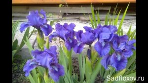 Многолетники цветущие в первый год посадки