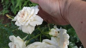 ?Роза "Petticoat", Kordes 2004г.