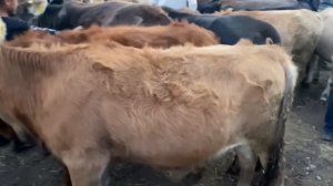 Ноокат Мал Базары / 10 _09_2023