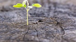 Медитация "Сила рода"