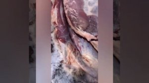 Внимание, болезнь Цистицеркоз. Стоит всем посмотреть.