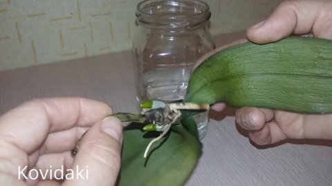 Реанимируем орхидею. Орхидея фаленопсис.