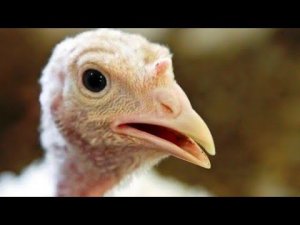 У индюков искривляются пальцы и опухают суставы, что делать?