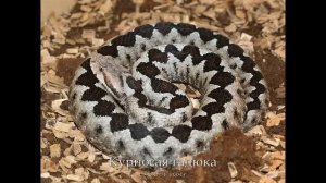 Вымирающие животные. Часть 1. VU / Threatened species. Part 1. VU