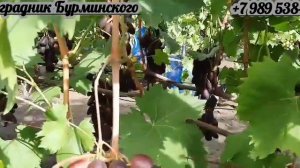 ГФ.Винограда СЮЗАННА и КРАСАВА (Калугин В.М.).