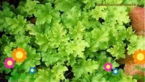 Гейхера гибридная Лайм Мармелад. Краткий обзор, описание характеристик heuchera Lime Marmalade