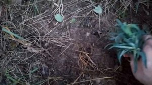 Черенкование гвоздики. Гвоздика зимует на улице!