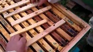 Объединение пчелиных семей осенью Тонкости процесса ч 2 Завершение