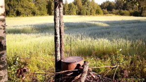 Еноты на приваде .Фотоловушка SEELOCK S308