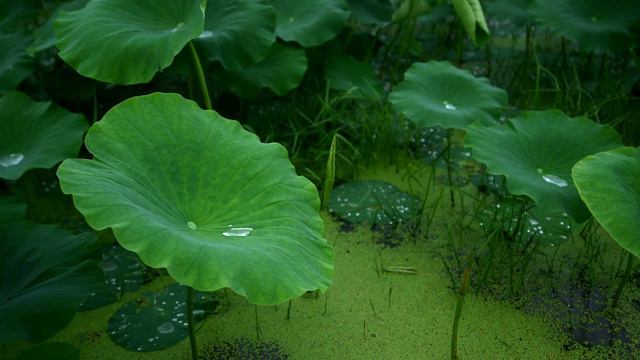 Rain Sounds for Sleeping 30 minutes Lotus Leaves смотреть онлайн