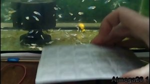мальки петушка