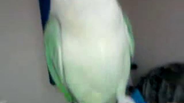 Ручной александрийский попугай.mp4