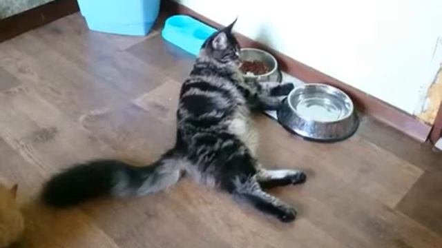 Мейкун .