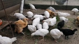 Порода кур Леггорн от яйца и до......