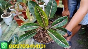 OBRAL AGLONEMA KELAS SULTAN HARGA MURAH ❗