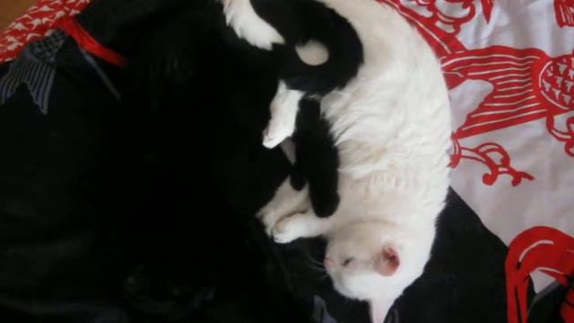 коты спящие смотреть онлайн